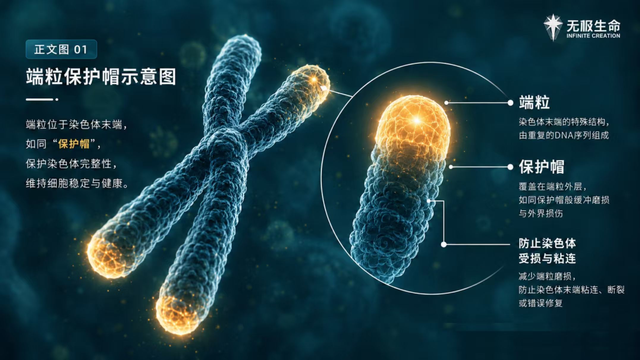 端粒保护帽示意图